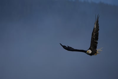 Imagen que muestra un ave de presa delante de un cielo