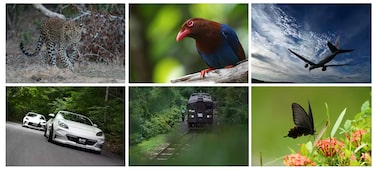 Imágenes de ejemplo de un leopardo, un pájaro, un avión, un auto, un tren y una mariposa