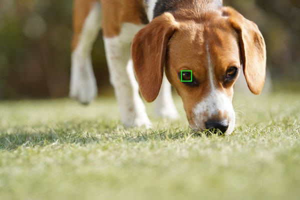 Fotos de mascotas desde un nuevo punto de vista