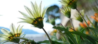 Un ejemplo de primer plano de un pétalo de flor con una sensación de desenfoque en el área circundante